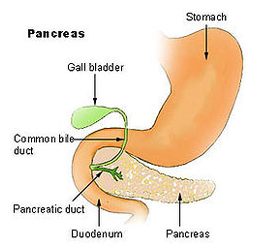 India Pancreas Treatment Surgeons offers info on Pseudo cysts of the Pancreas India, Acute Hepatitis Pancreas Treatment   India